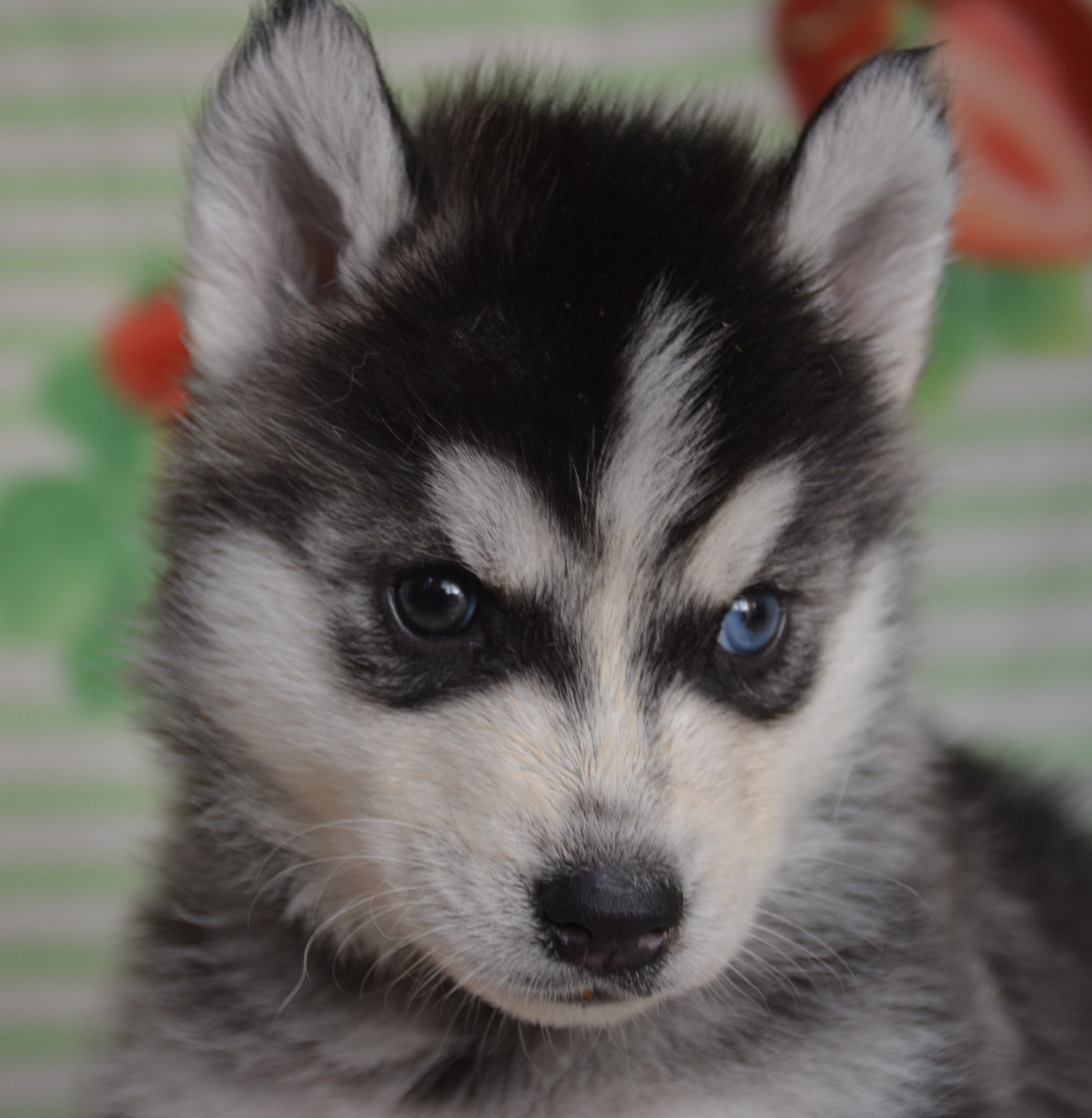 du Domaine D'Eily - Chiots disponibles - Siberian Husky