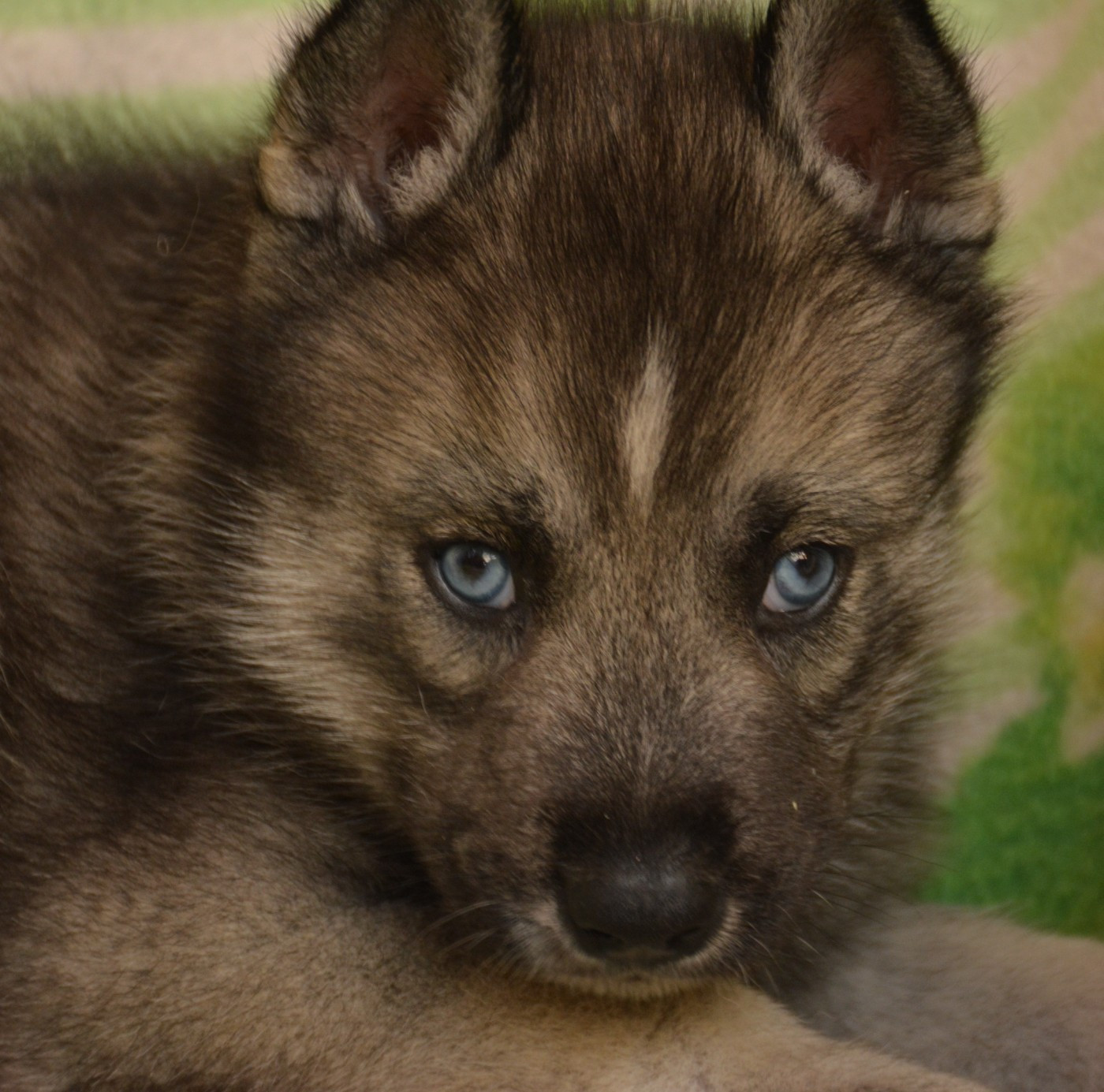 du Domaine D'Eily - Chiots disponibles - Siberian Husky