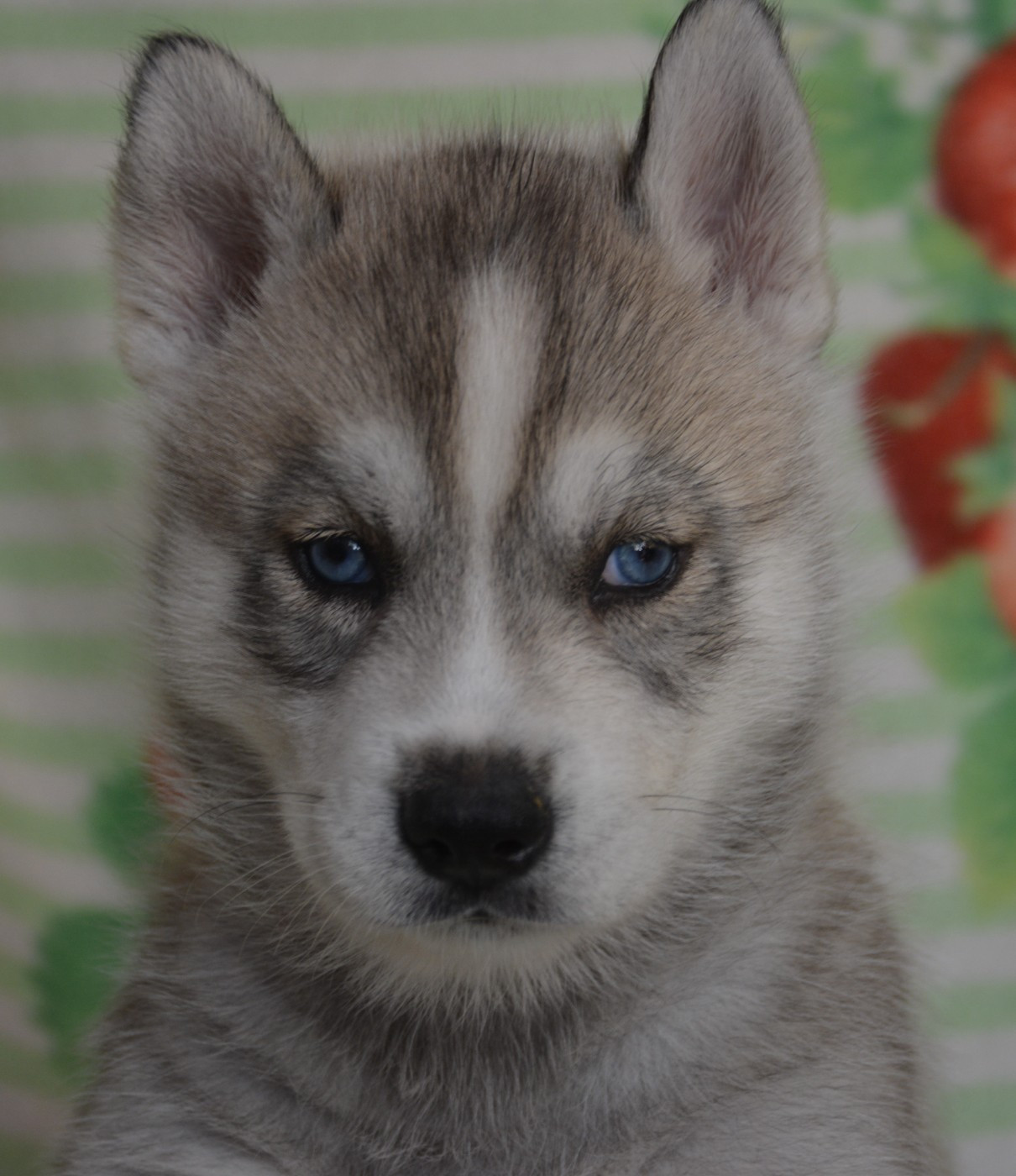 du Domaine D'Eily - Chiots disponibles - Siberian Husky