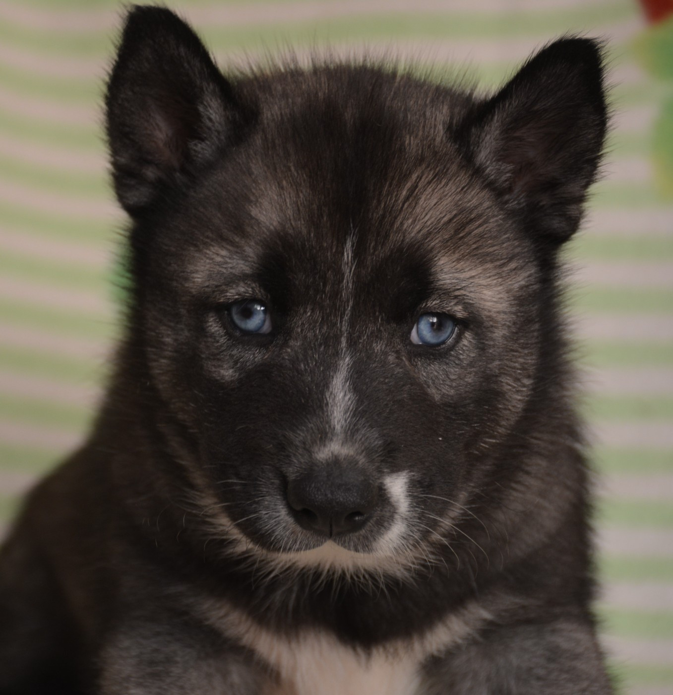 du Domaine D'Eily - Chiots disponibles - Siberian Husky