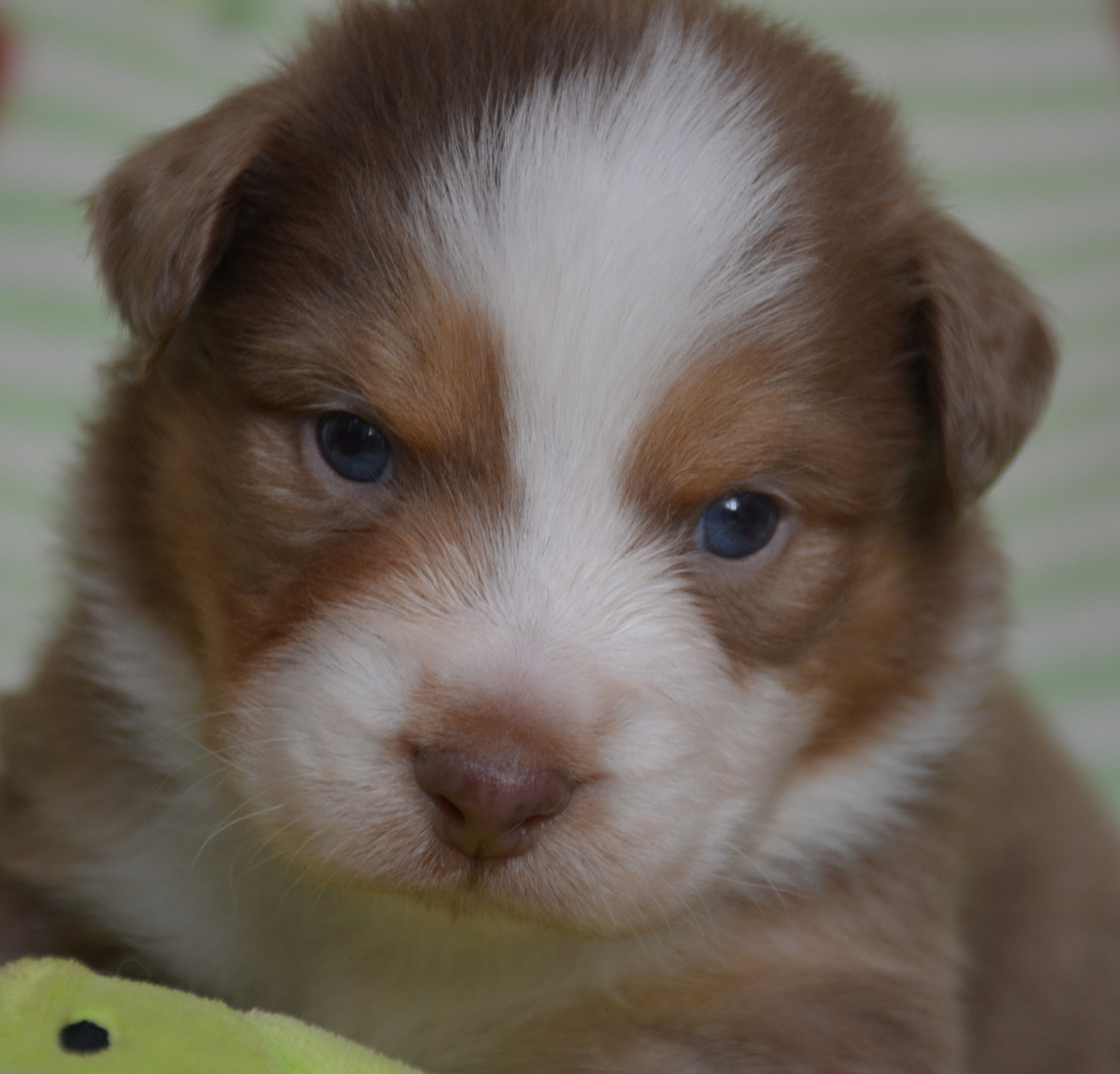 Chiot Berger Australien du Domaine D'Eily