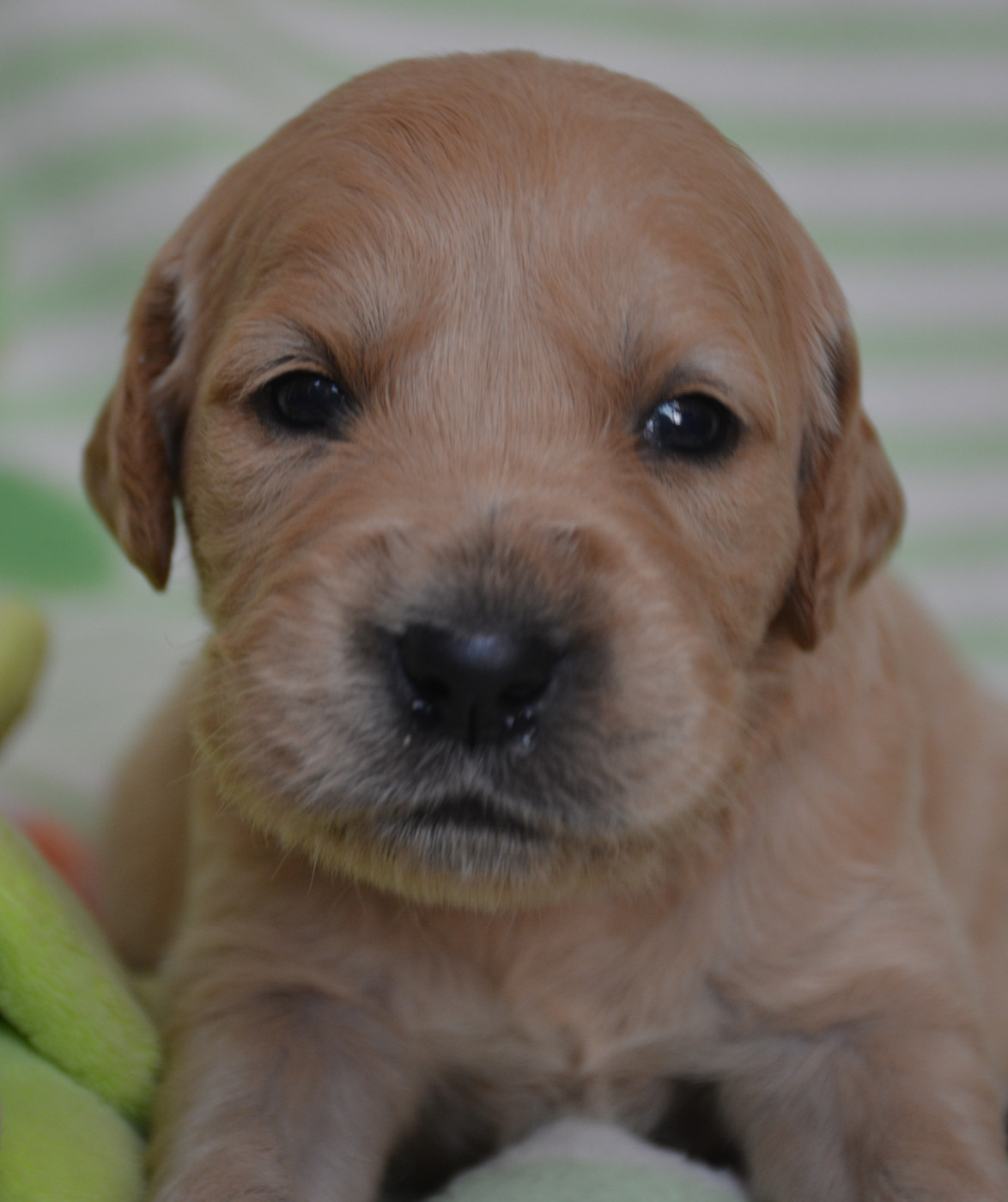 du Domaine D'Eily - Chiots disponibles - Golden Retriever