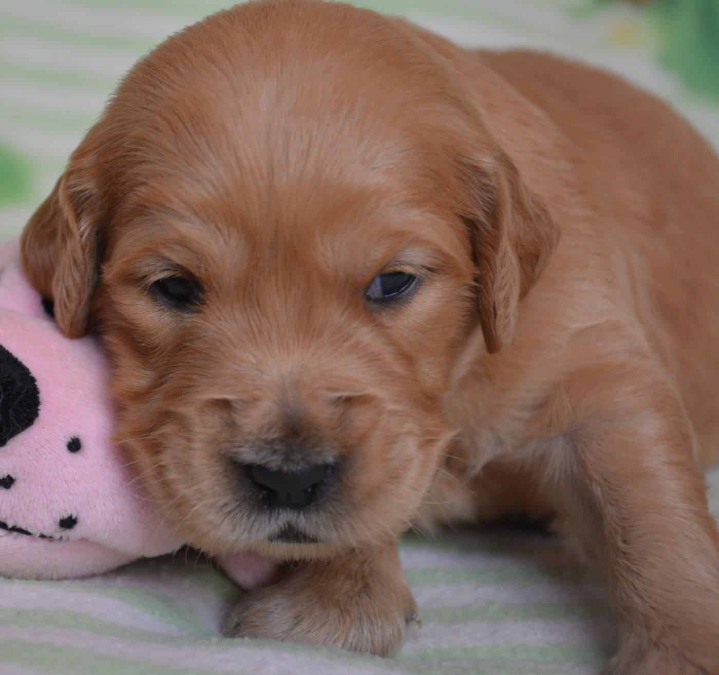 du Domaine D'Eily - Chiots disponibles - Golden Retriever