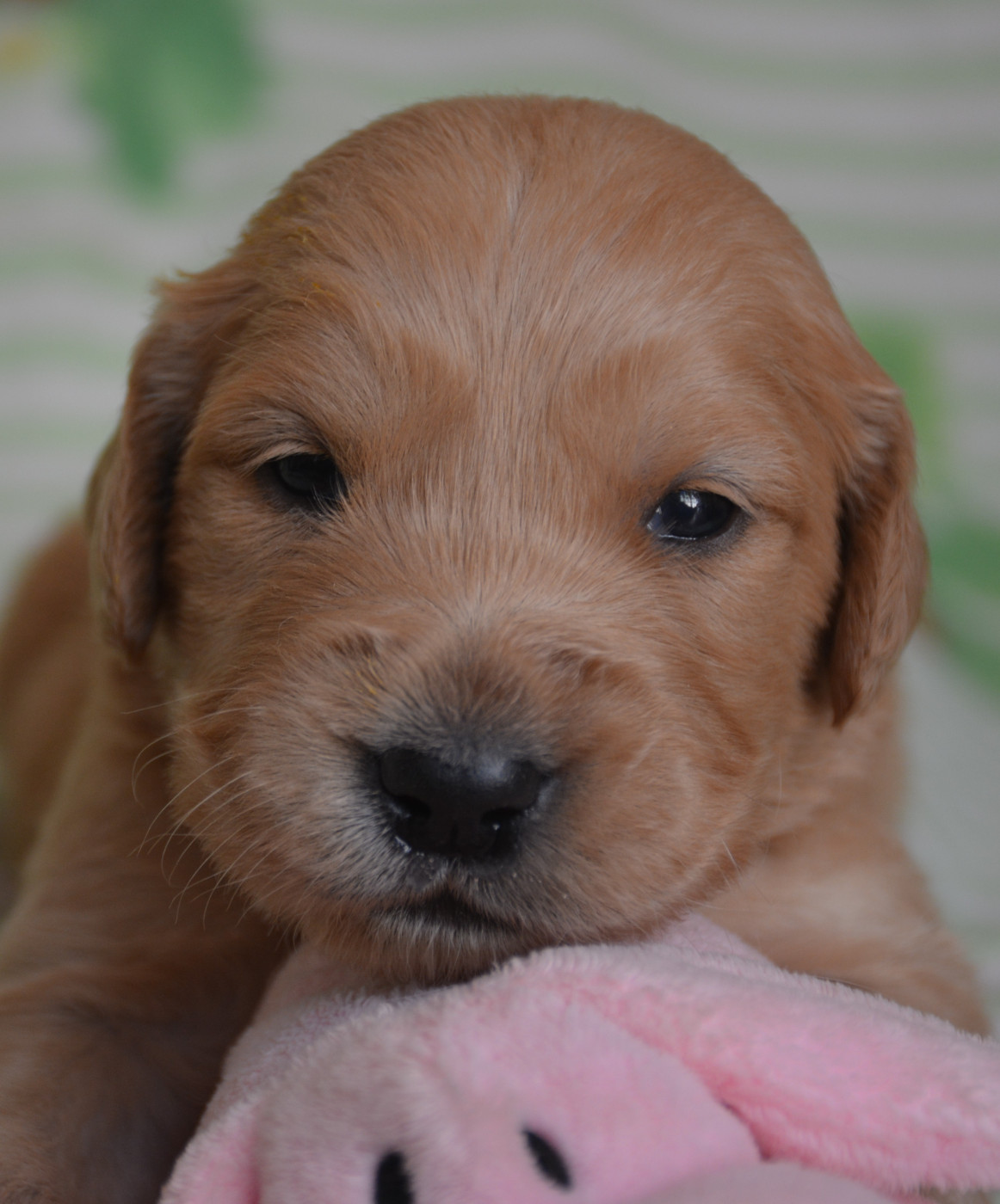 du Domaine D'Eily - Chiots disponibles - Golden Retriever