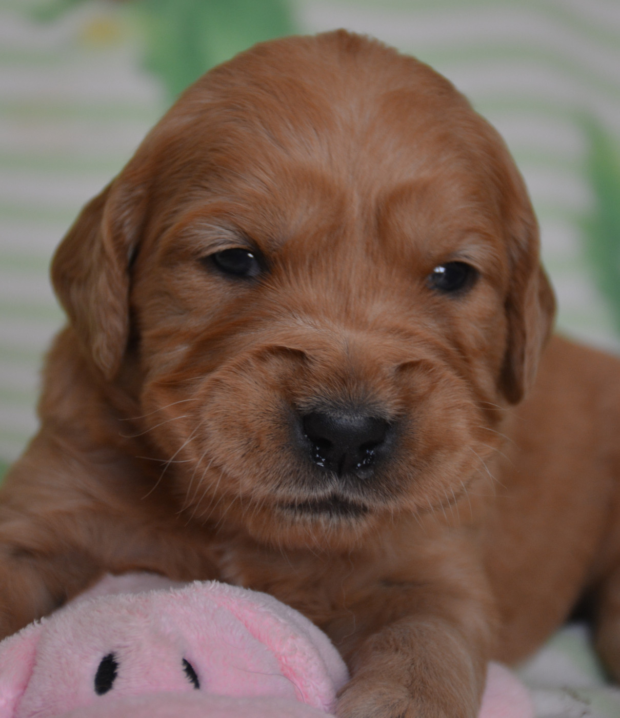 du Domaine D'Eily - Chiots disponibles - Golden Retriever