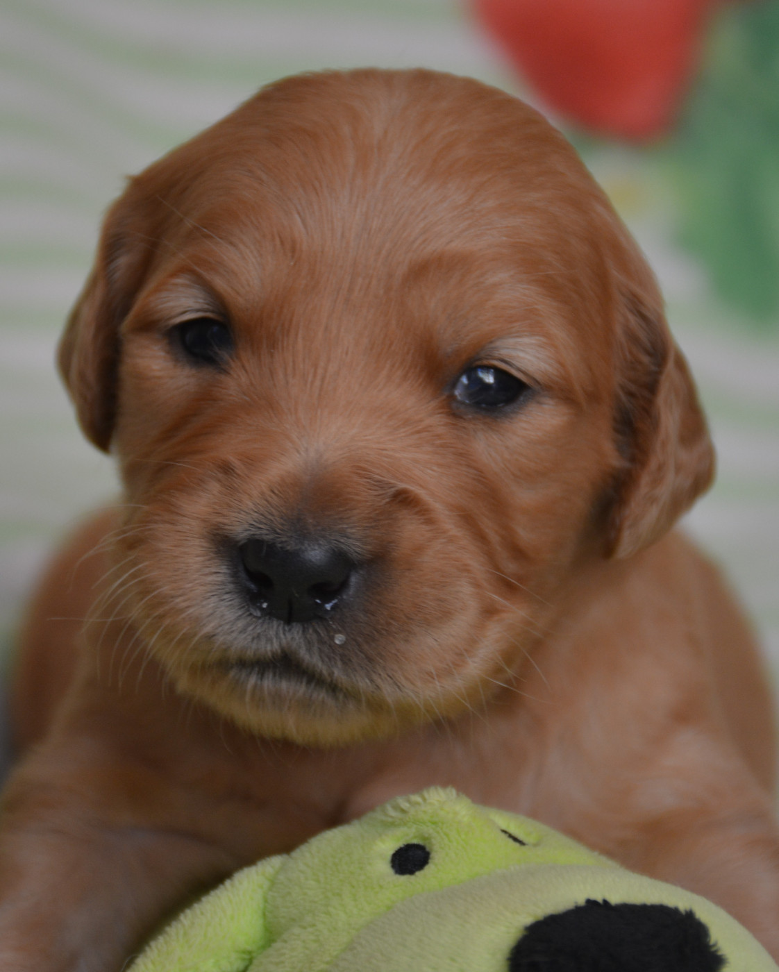du Domaine D'Eily - Chiots disponibles - Golden Retriever