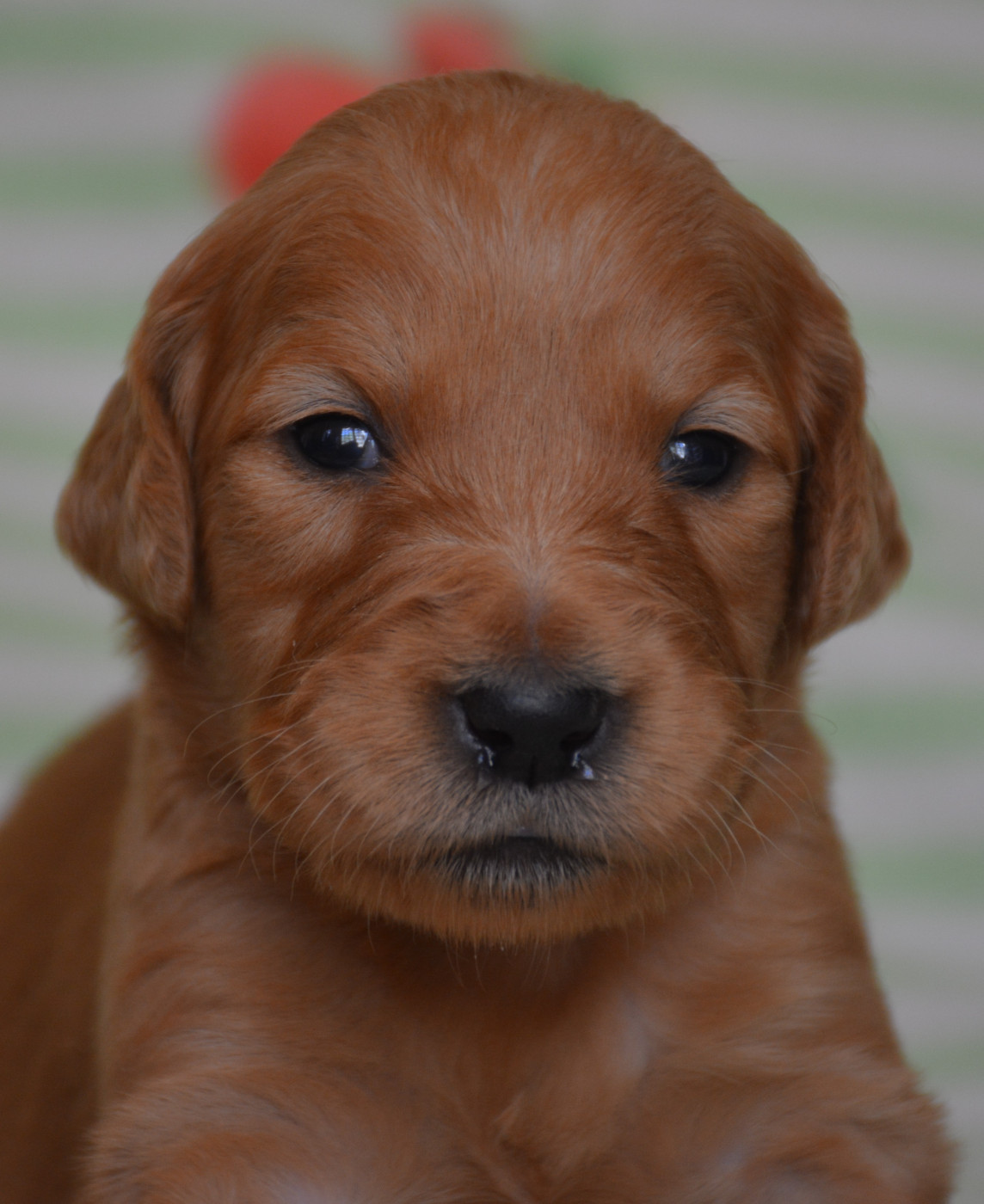 du Domaine D'Eily - Chiots disponibles - Golden Retriever