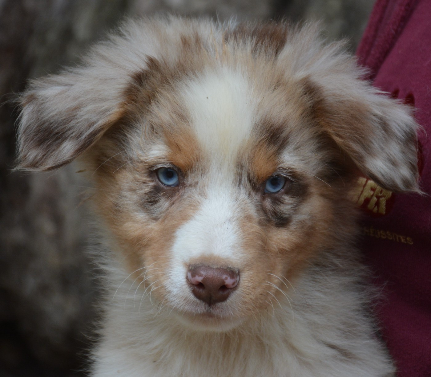 du Domaine D'Eily - Chiots disponibles - Berger Australien