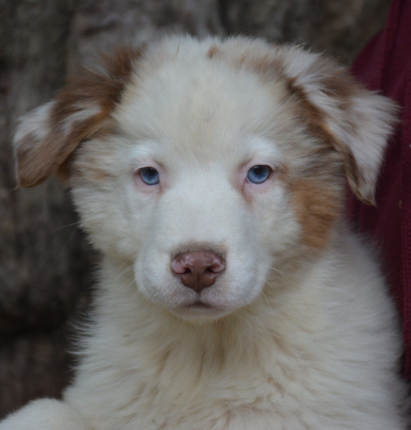 du Domaine D'Eily - Chiots disponibles - Berger Australien