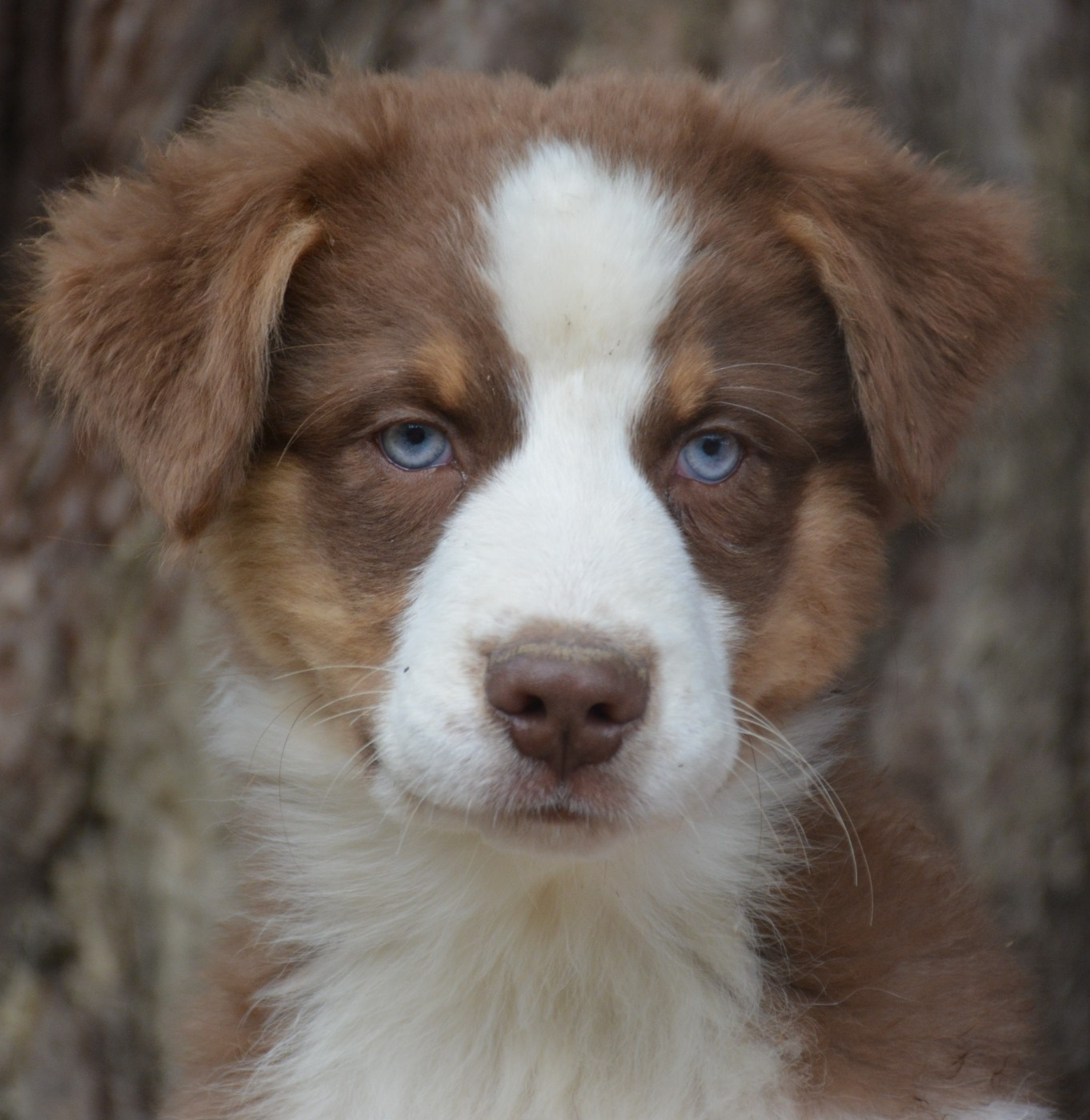 du Domaine D'Eily - Chiots disponibles - Berger Australien