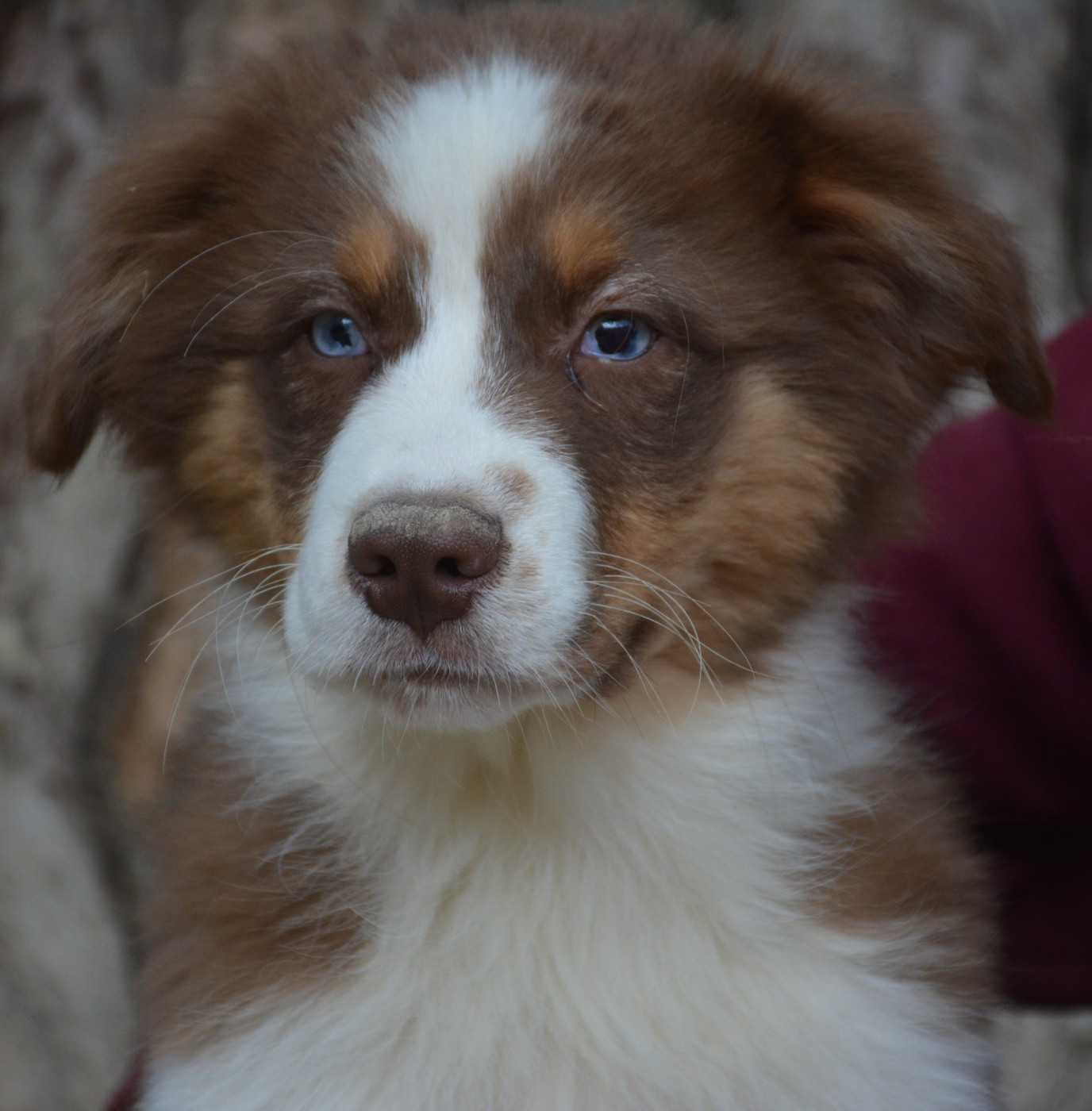 du Domaine D'Eily - Chiots disponibles - Berger Australien
