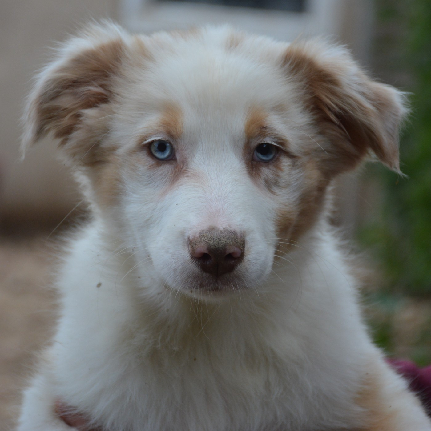 du Domaine D'Eily - Chiots disponibles - Berger Australien