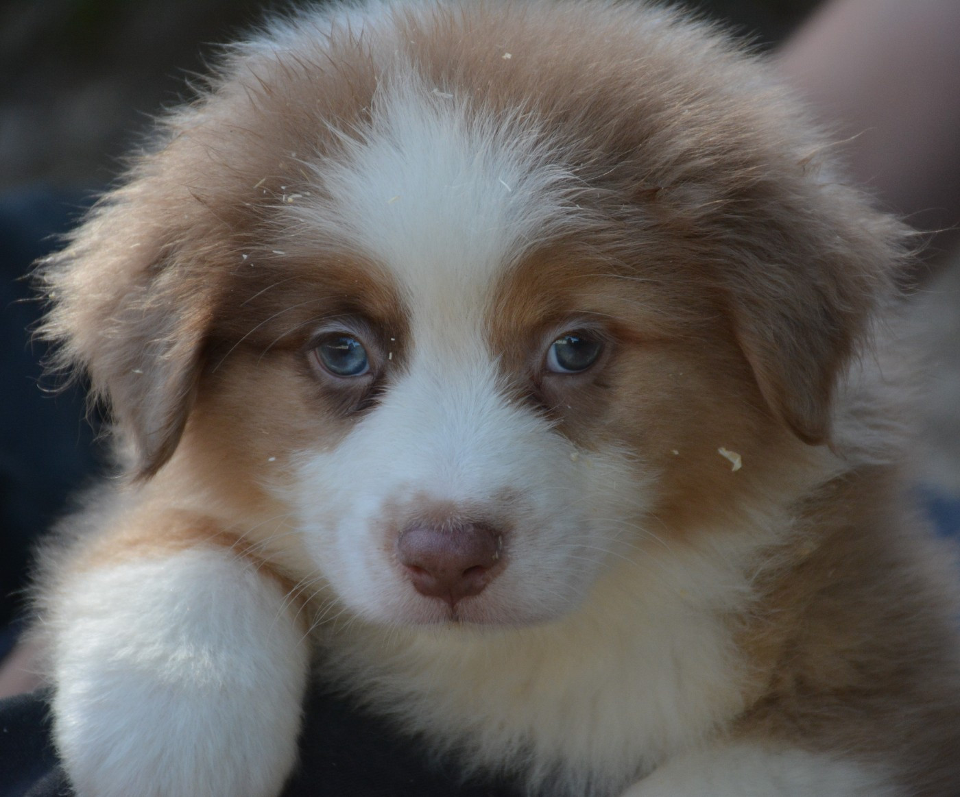 du Domaine D'Eily - Chiots disponibles - Berger Australien