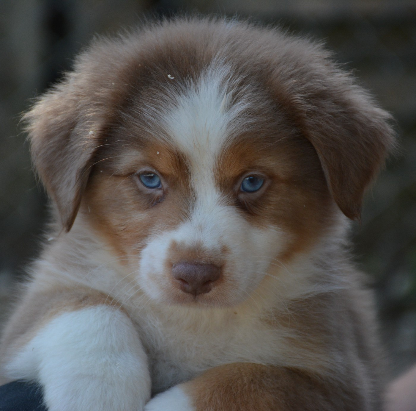 du Domaine D'Eily - Chiots disponibles - Berger Australien