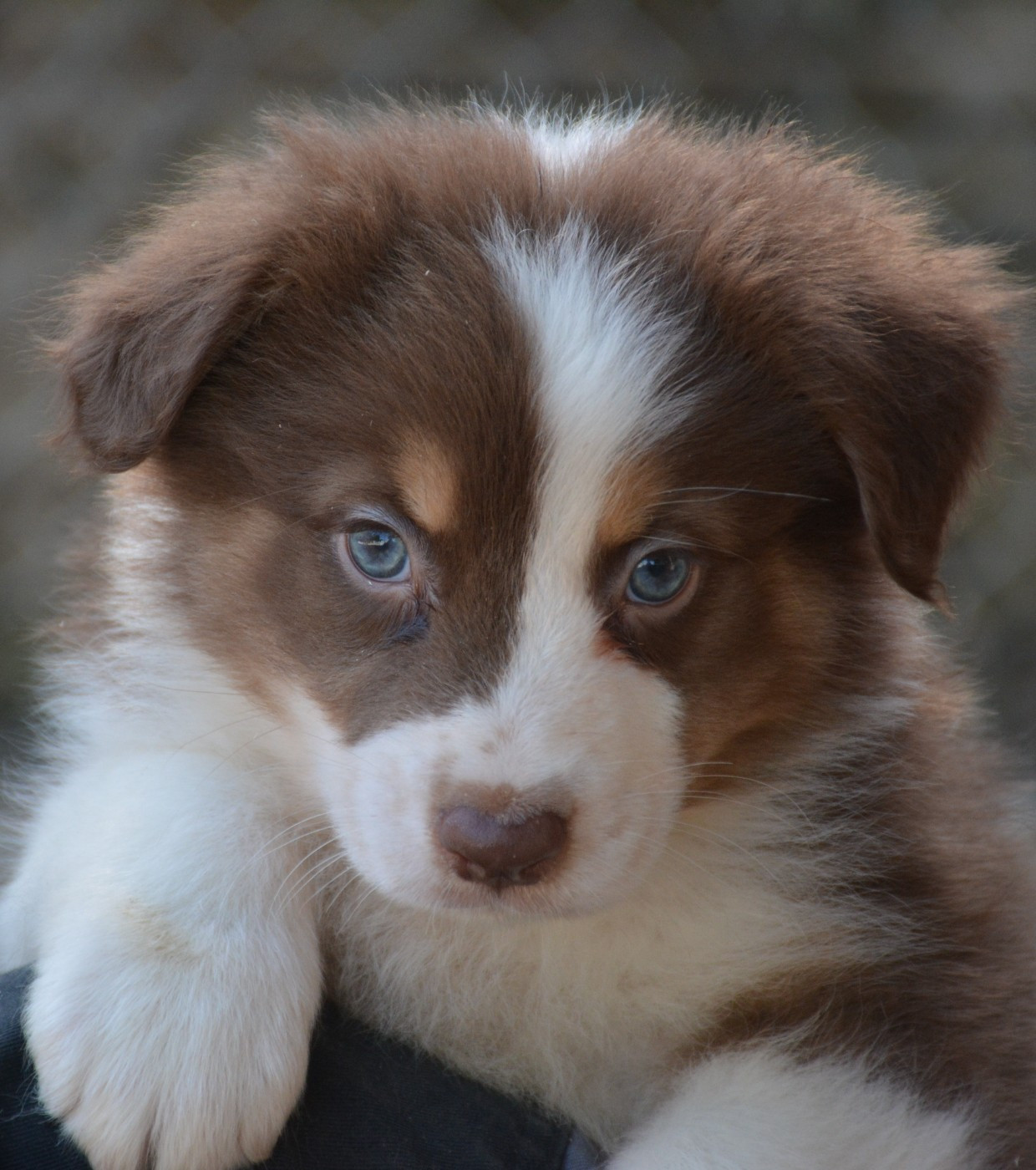 du Domaine D'Eily - Chiots disponibles - Berger Australien
