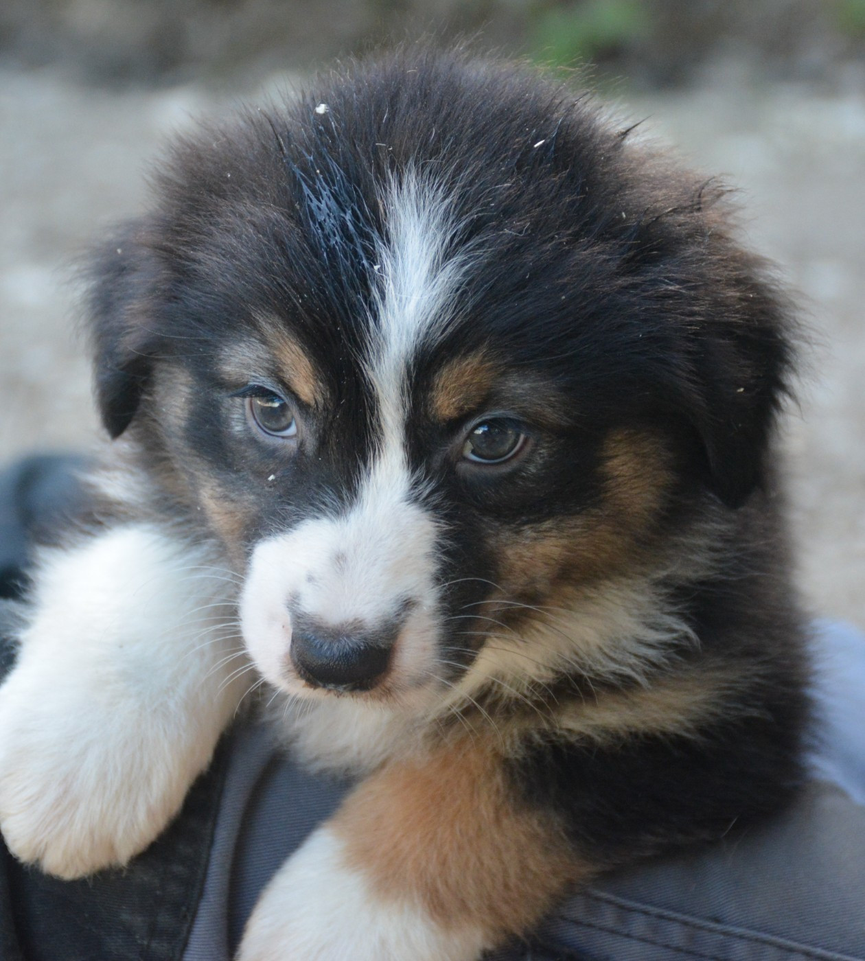 du Domaine D'Eily - Chiots disponibles - Berger Australien