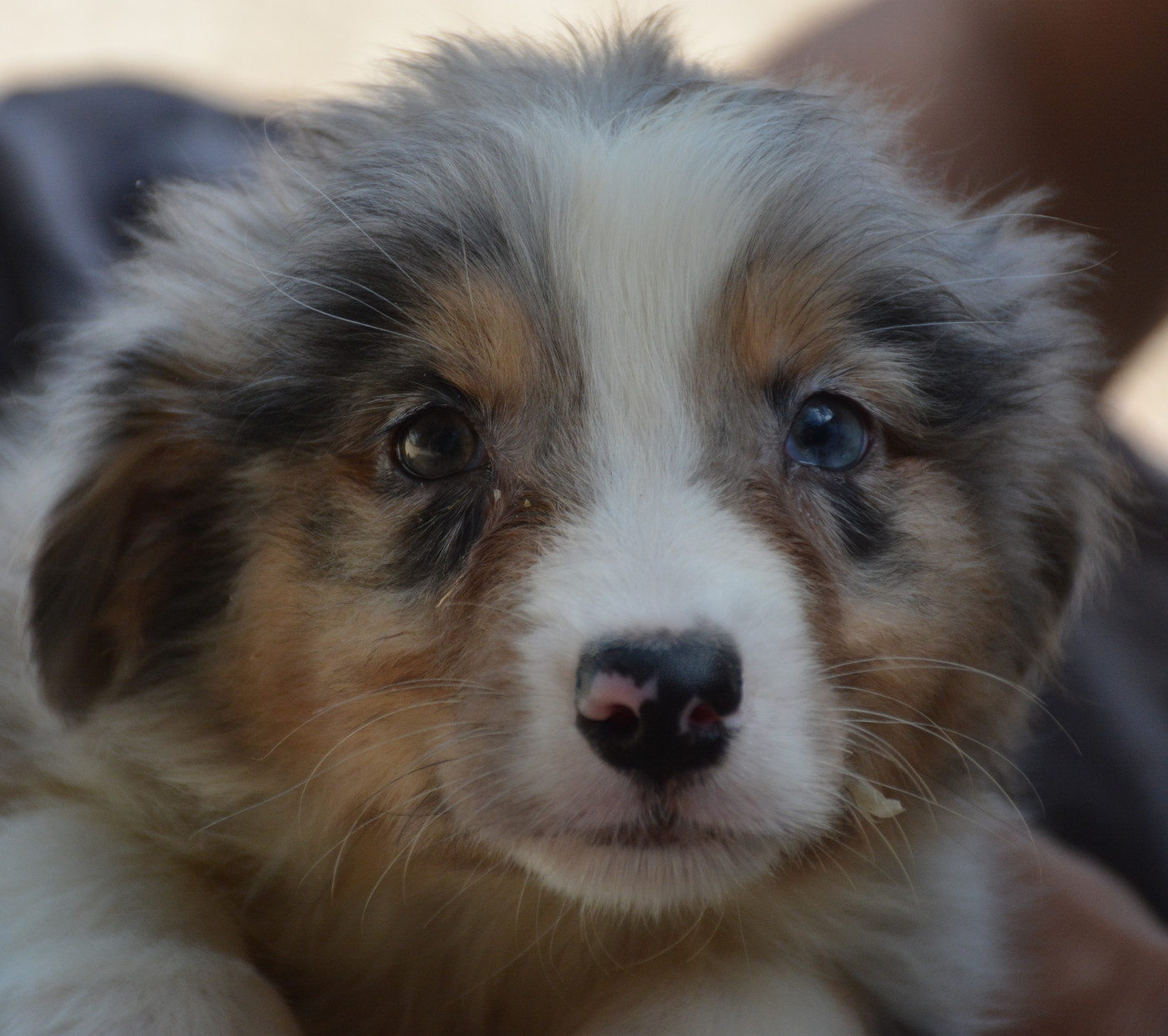 du Domaine D'Eily - Chiots disponibles - Berger Australien