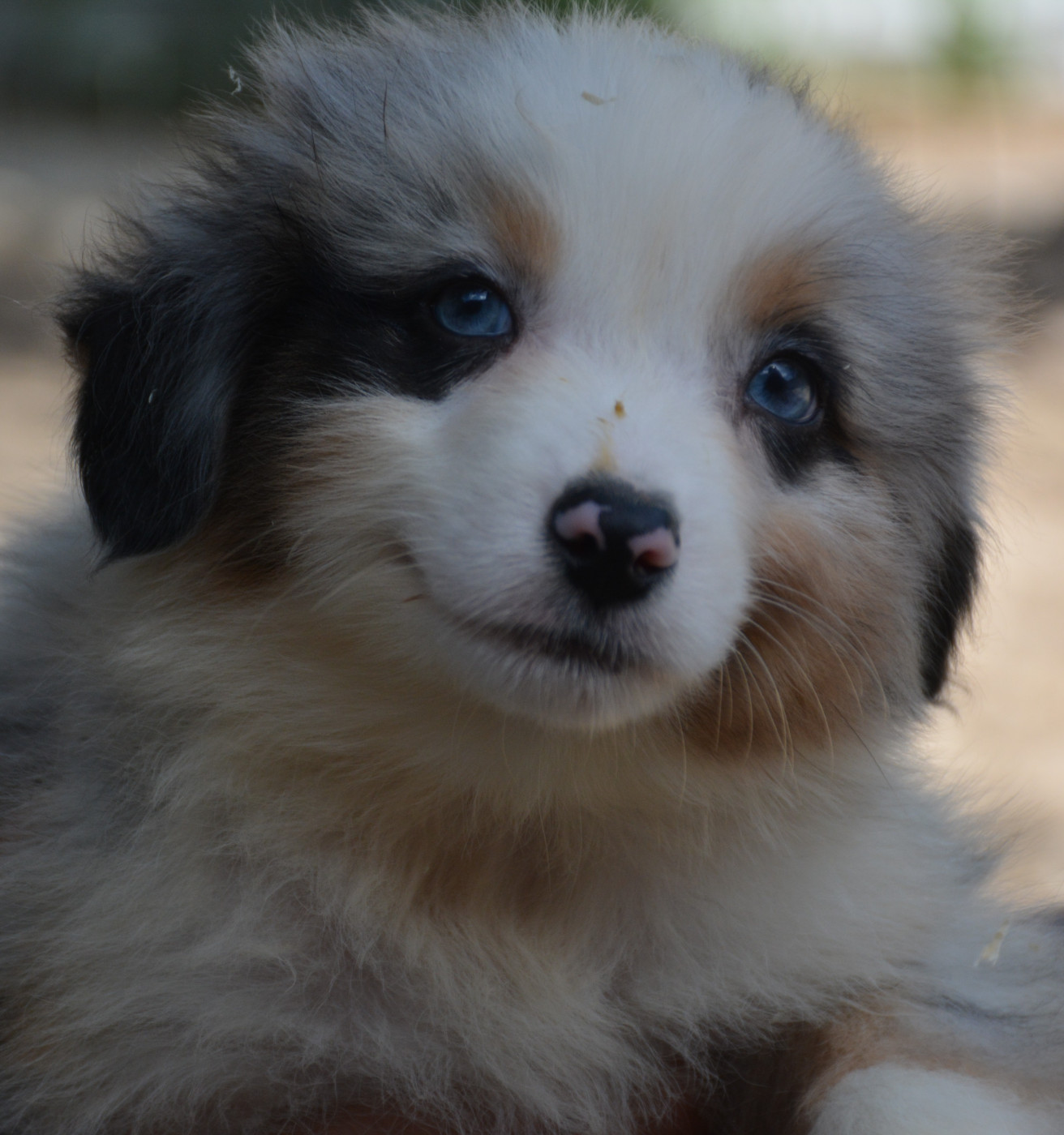 du Domaine D'Eily - Chiots disponibles - Berger Australien