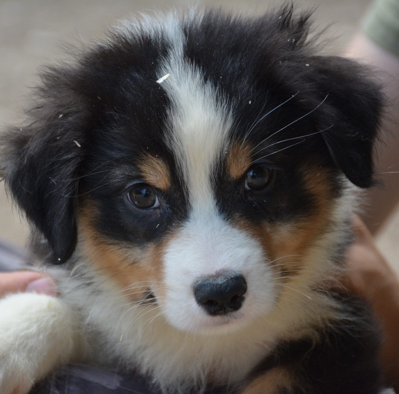 du Domaine D'Eily - Chiots disponibles - Berger Australien