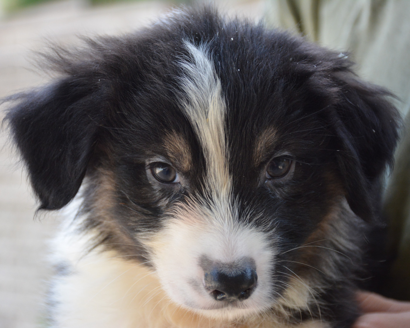du Domaine D'Eily - Chiots disponibles - Berger Australien