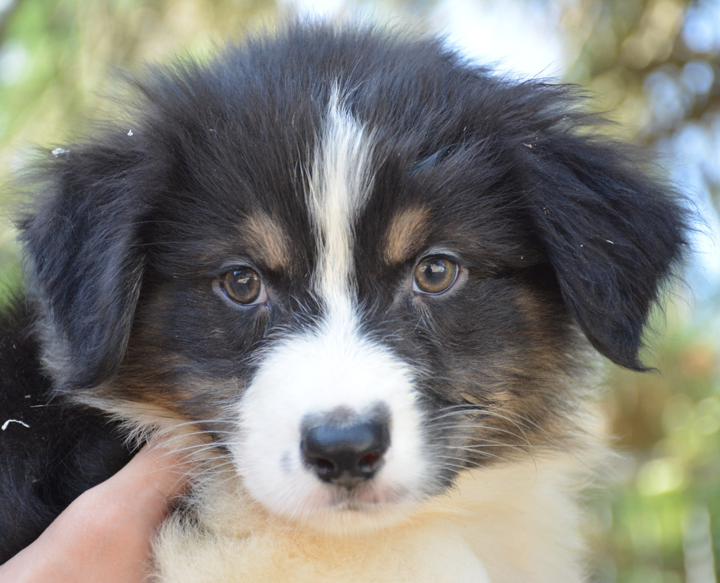 du Domaine D'Eily - Chiots disponibles - Berger Australien