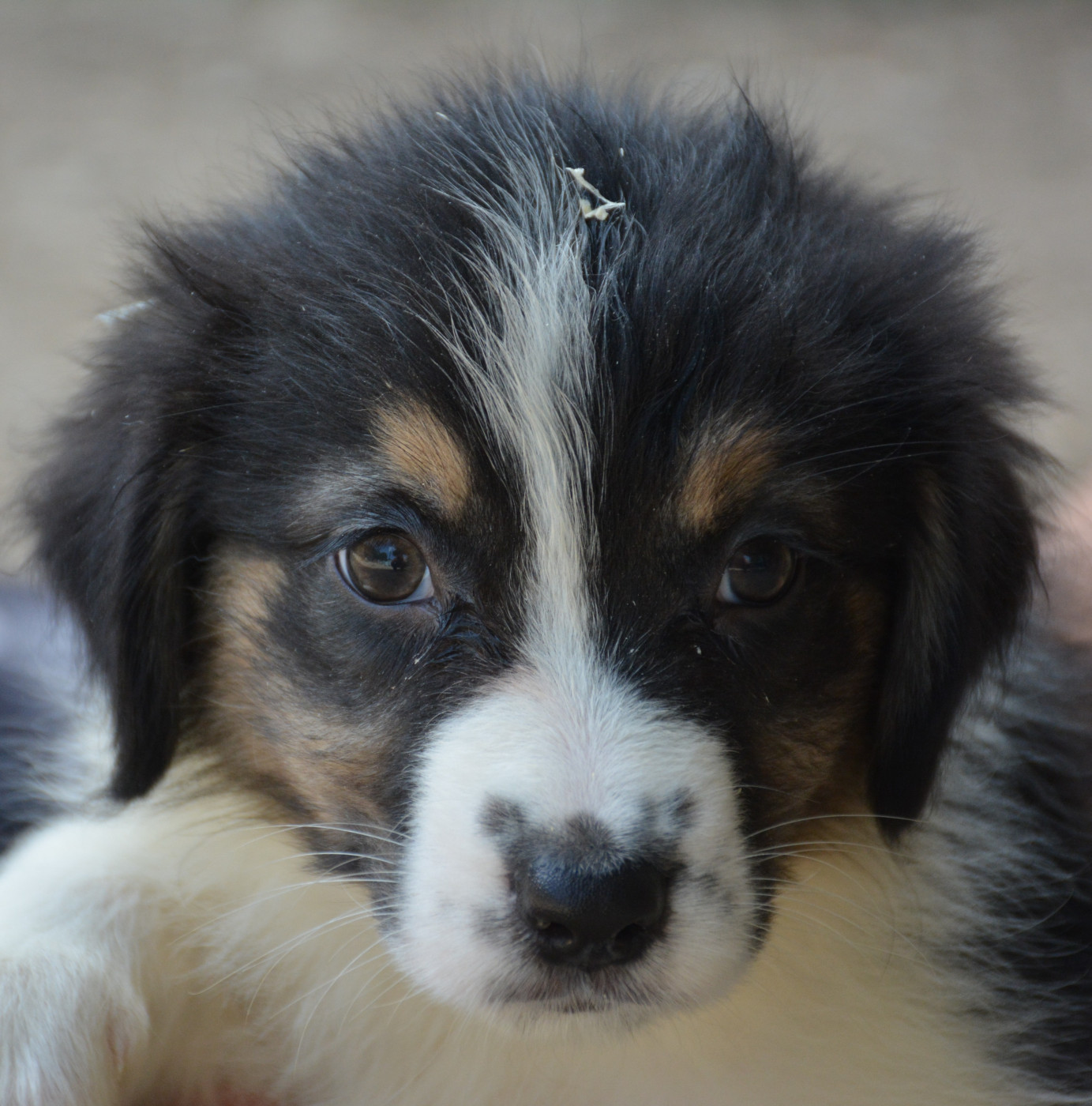 du Domaine D'Eily - Chiots disponibles - Berger Australien