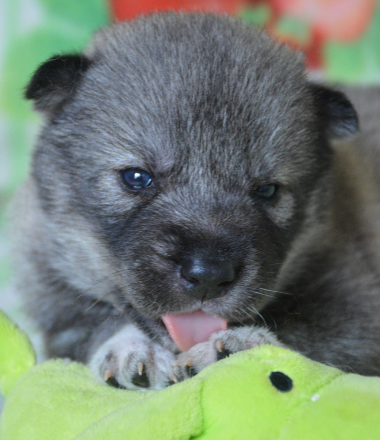 du Domaine D'Eily - Chiots disponibles - Siberian Husky