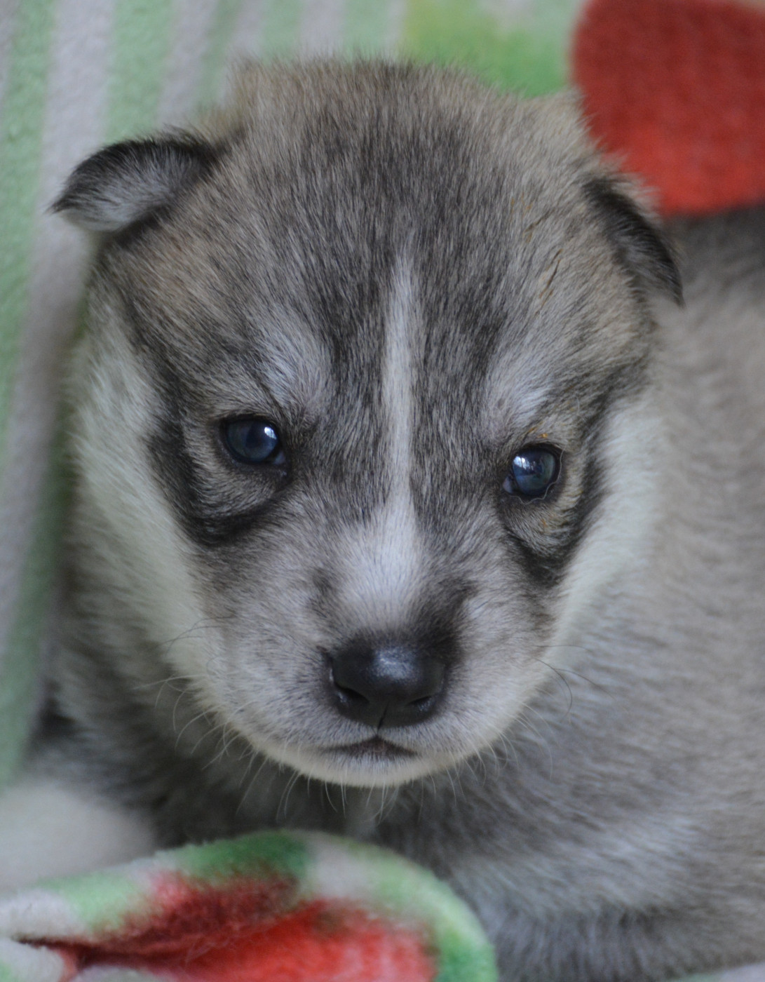 du Domaine D'Eily - Chiots disponibles - Siberian Husky