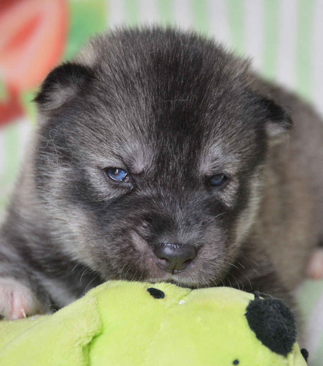 du Domaine D'Eily - Chiots disponibles - Siberian Husky