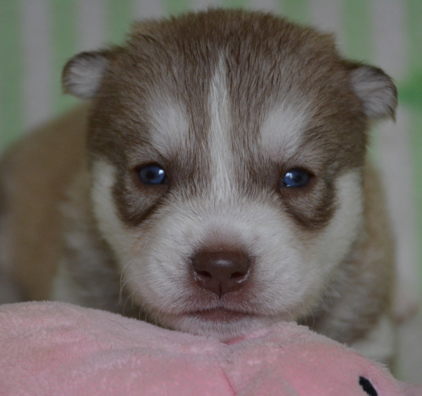du Domaine D'Eily - Chiots disponibles - Siberian Husky