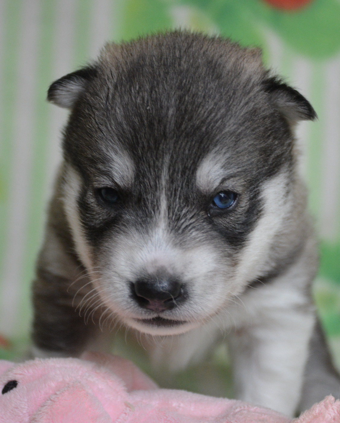 du Domaine D'Eily - Chiots disponibles - Siberian Husky