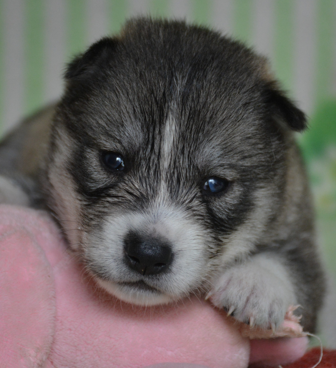 du Domaine D'Eily - Chiots disponibles - Siberian Husky