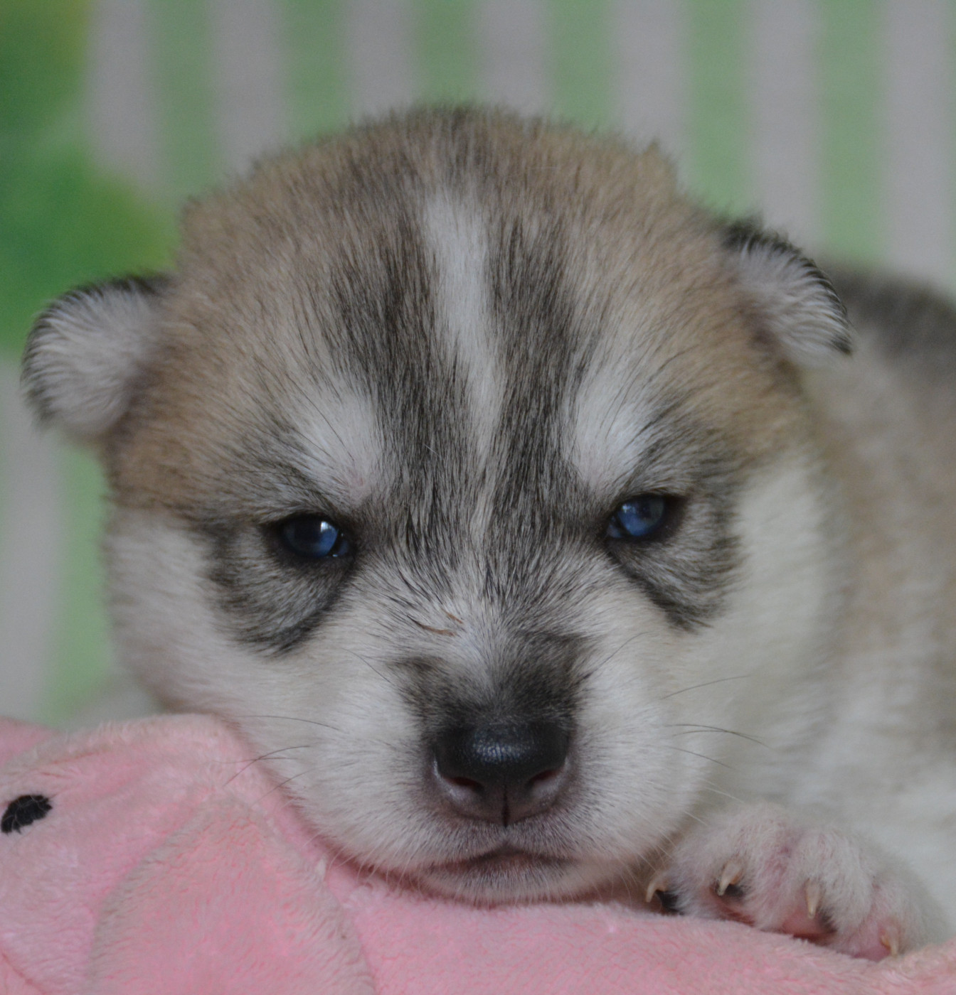 du Domaine D'Eily - Chiots disponibles - Siberian Husky