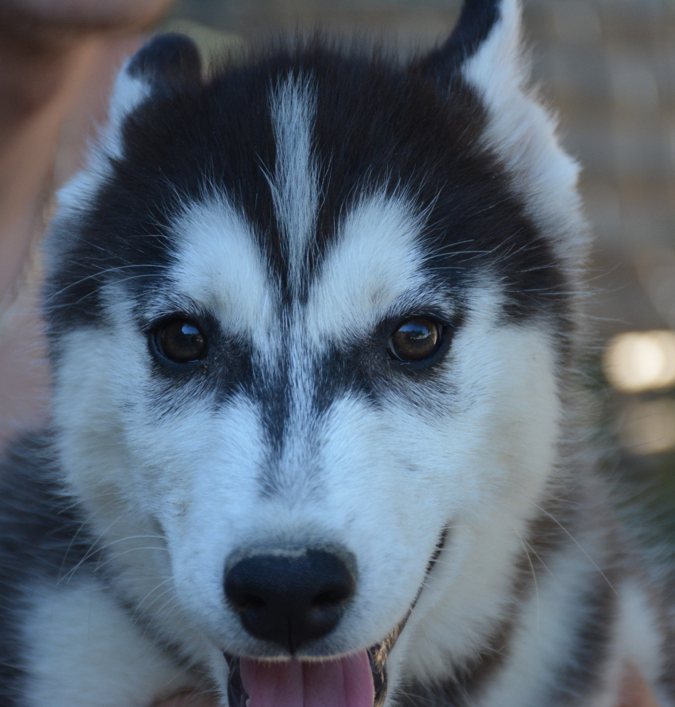 du Domaine D'Eily - Chiots disponibles - Siberian Husky