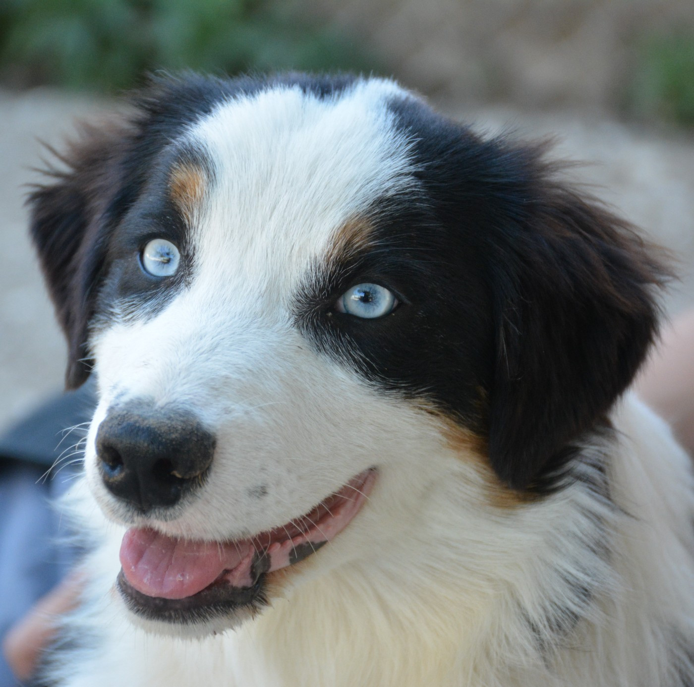 du Domaine D'Eily - Chiots disponibles - Berger Australien