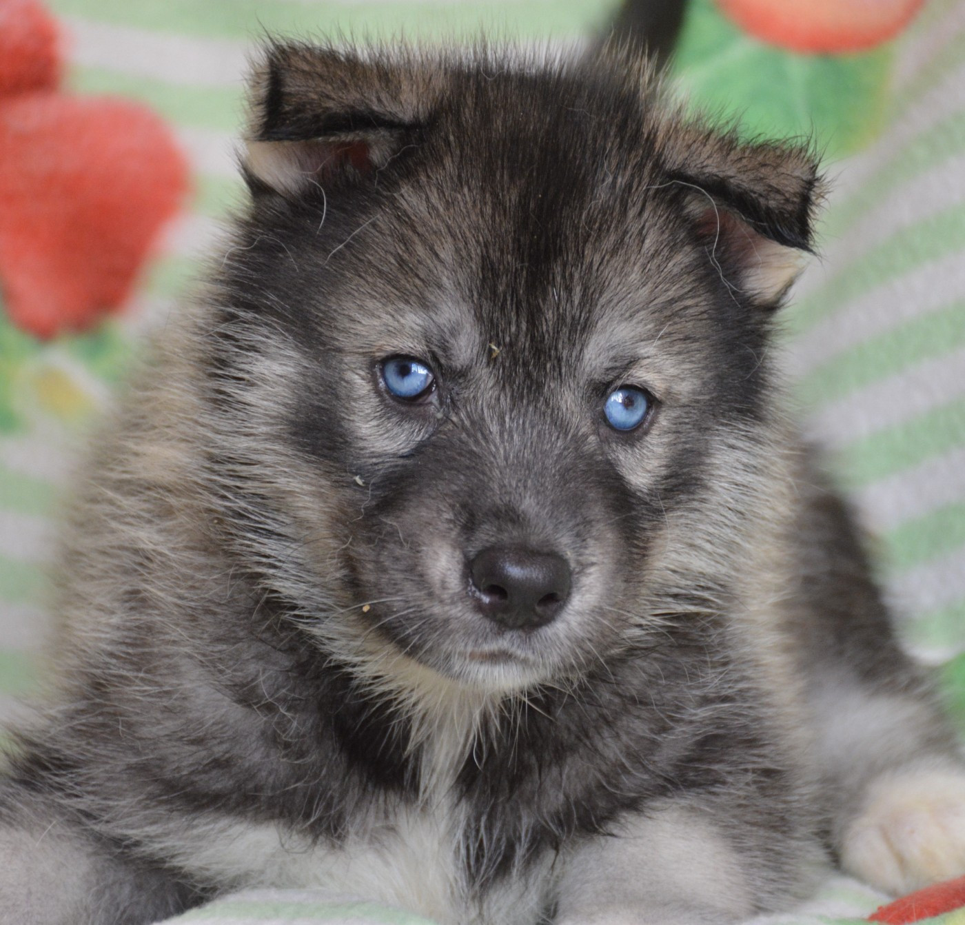 du Domaine D'Eily - Chiots disponibles - Siberian Husky