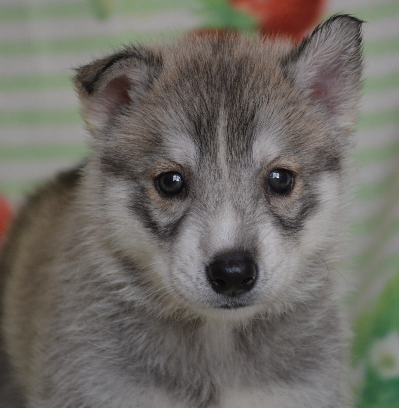 du Domaine D'Eily - Chiots disponibles - Siberian Husky