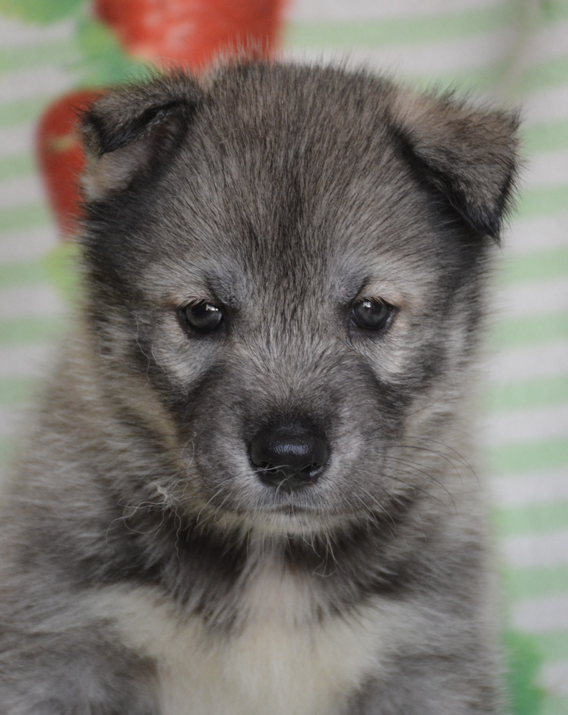 du Domaine D'Eily - Chiots disponibles - Siberian Husky