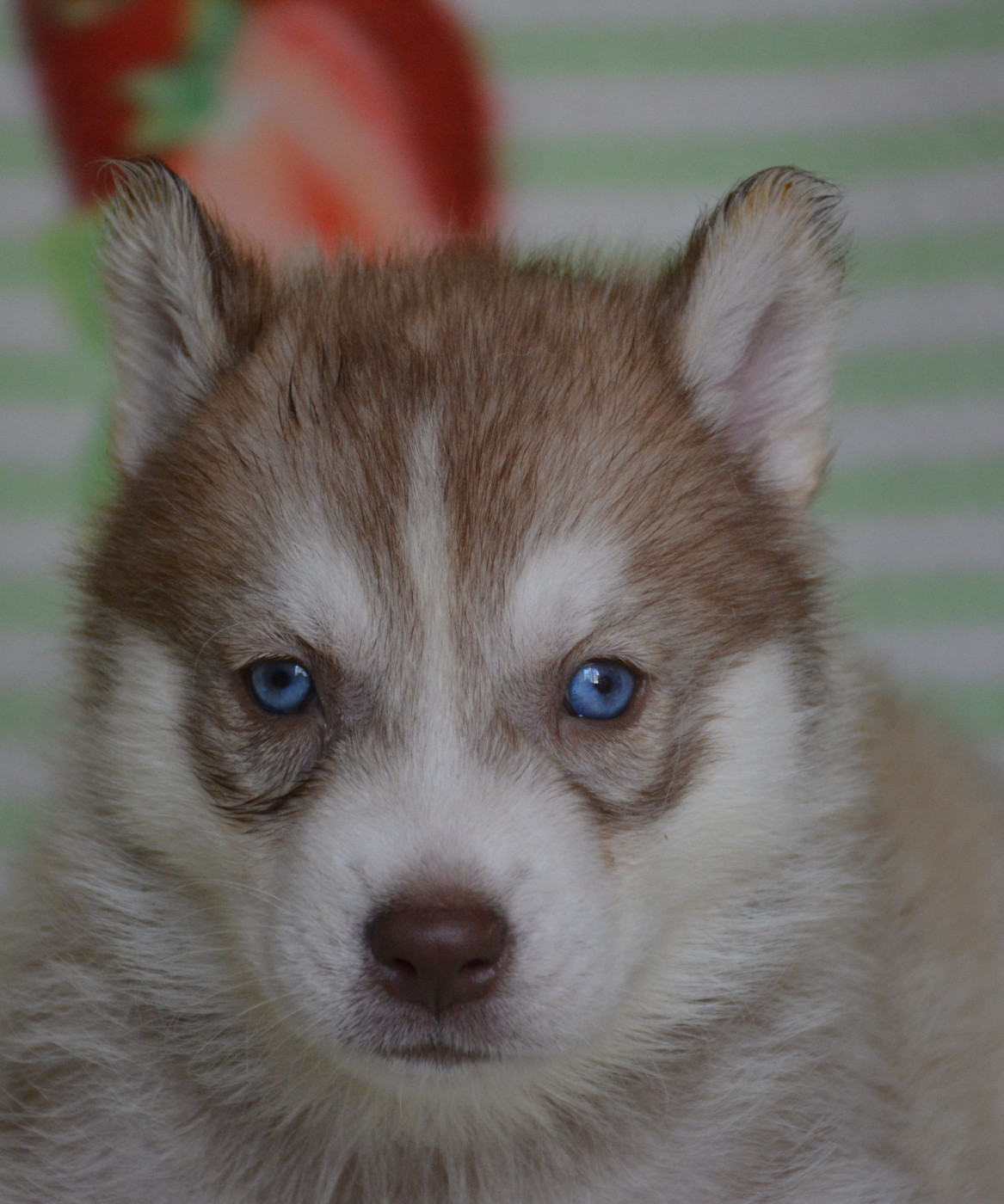 du Domaine D'Eily - Chiots disponibles - Siberian Husky