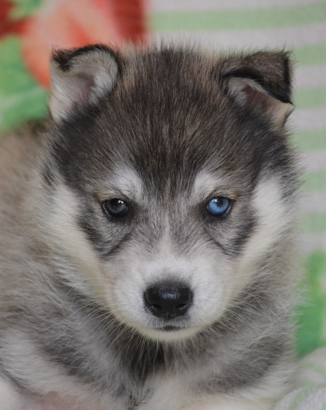 du Domaine D'Eily - Chiots disponibles - Siberian Husky