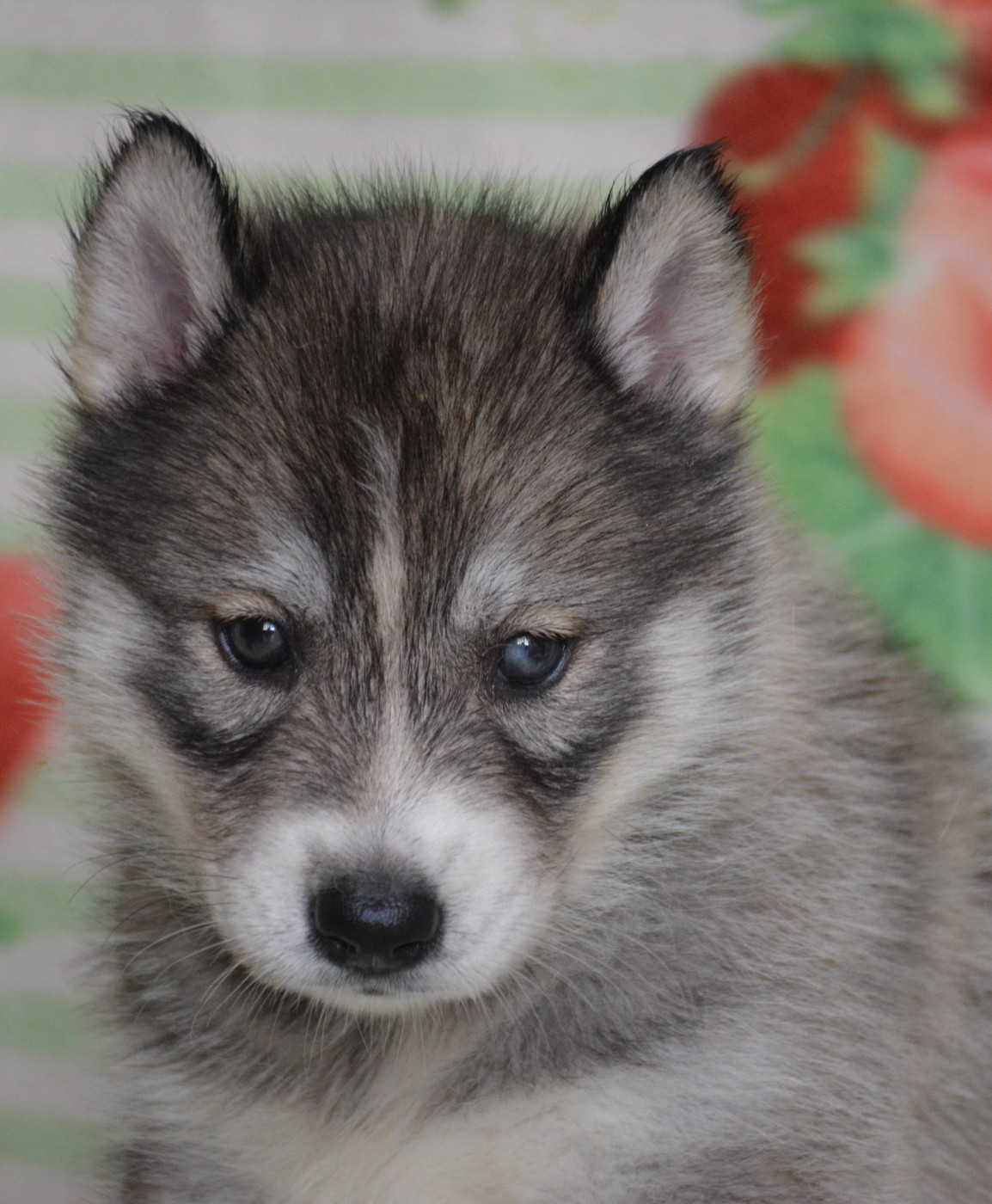 du Domaine D'Eily - Chiots disponibles - Siberian Husky