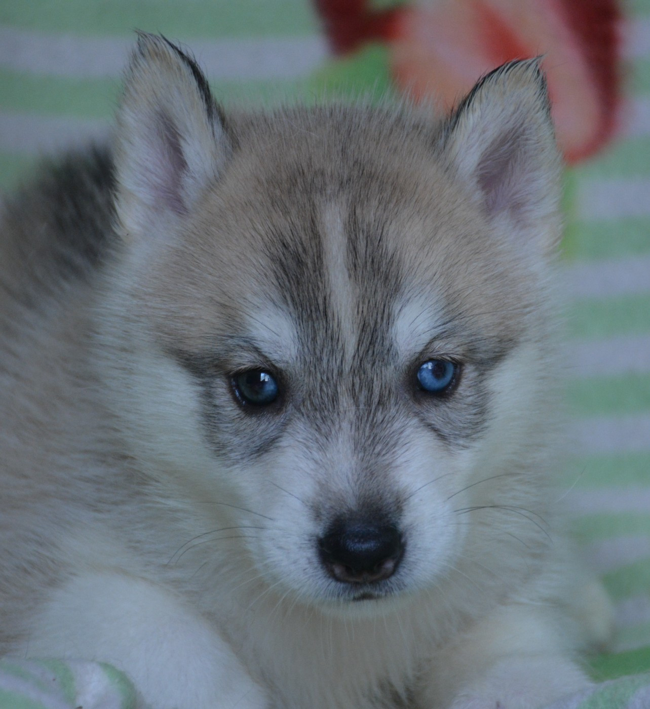 du Domaine D'Eily - Chiots disponibles - Siberian Husky