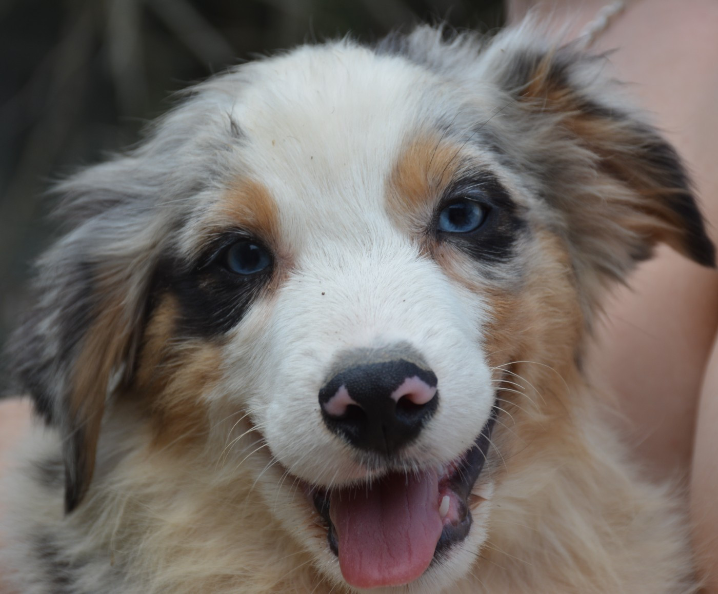 du Domaine D'Eily - Chiots disponibles - Berger Australien