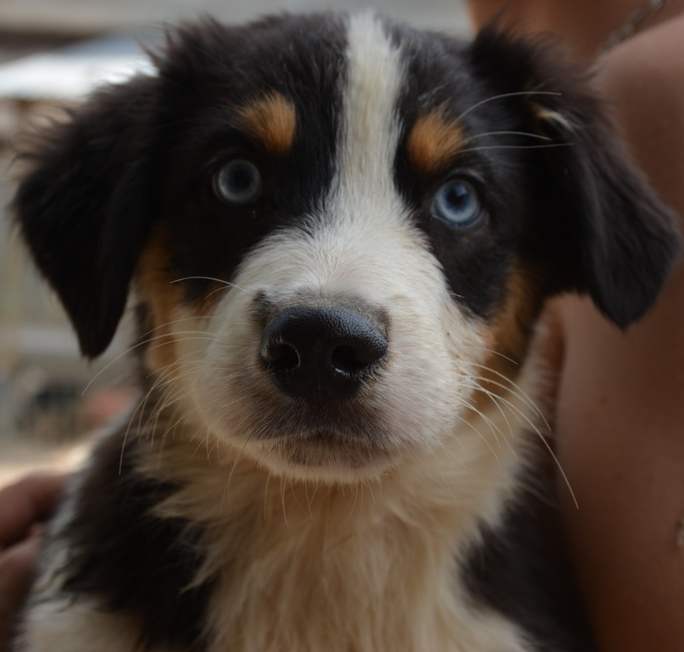 du Domaine D'Eily - Chiots disponibles - Berger Australien