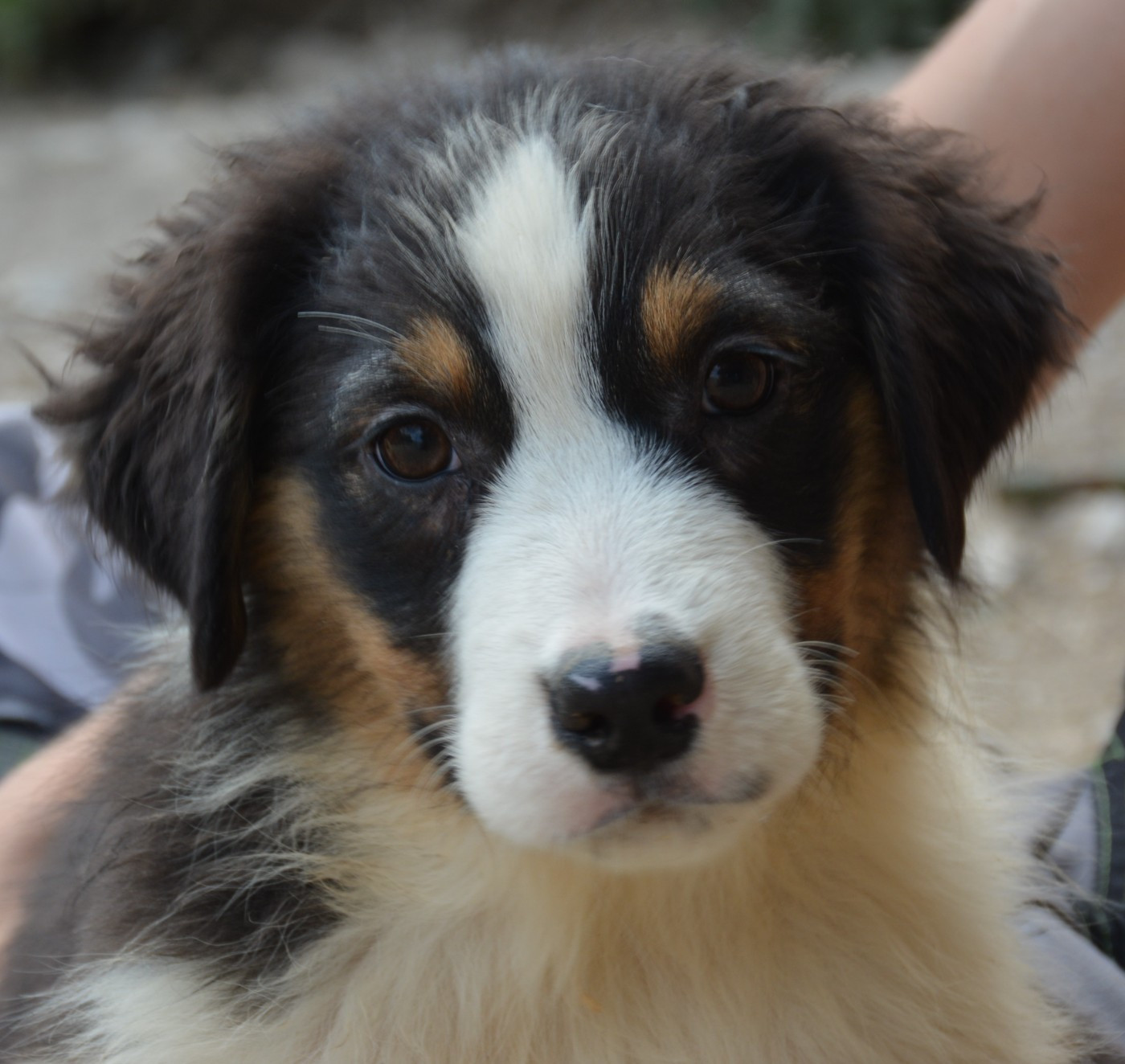 du Domaine D'Eily - Chiots disponibles - Berger Australien
