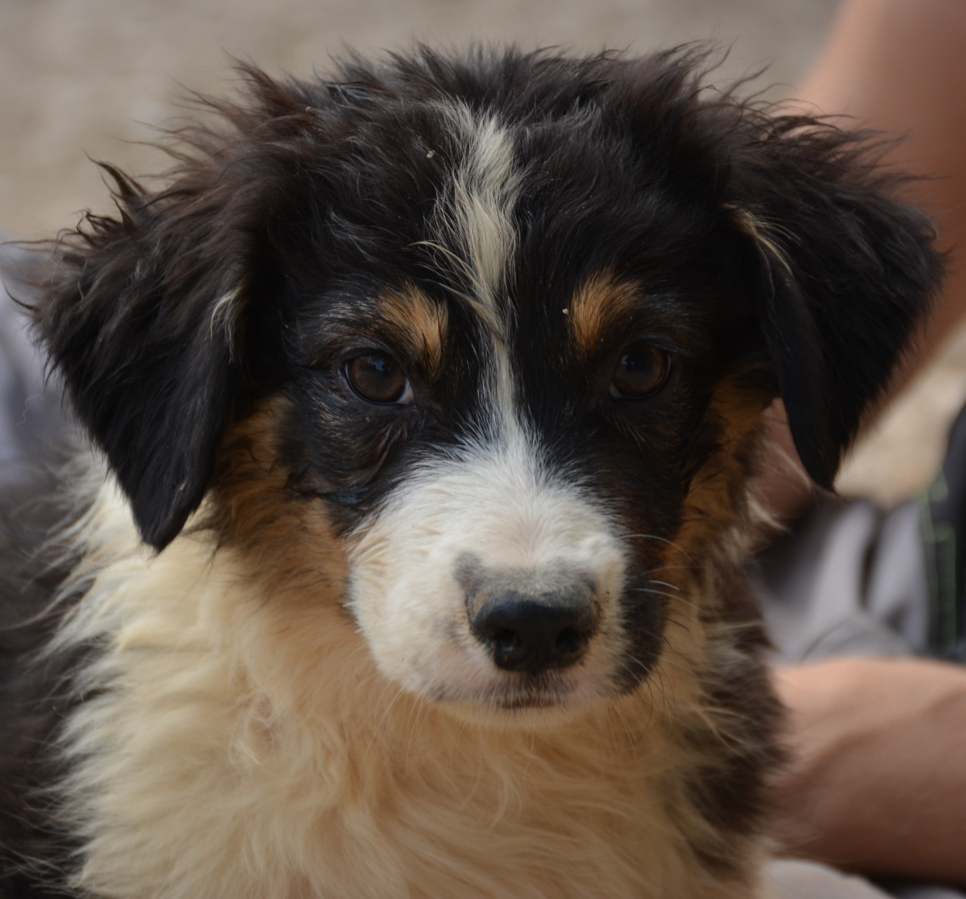 du Domaine D'Eily - Chiots disponibles - Berger Australien