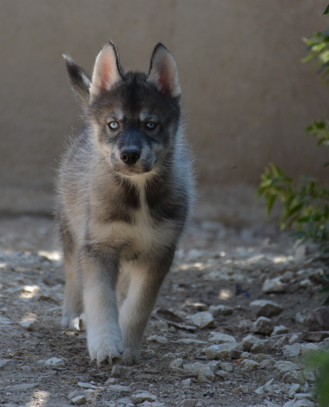 du Domaine D'Eily - Chiots disponibles - Siberian Husky