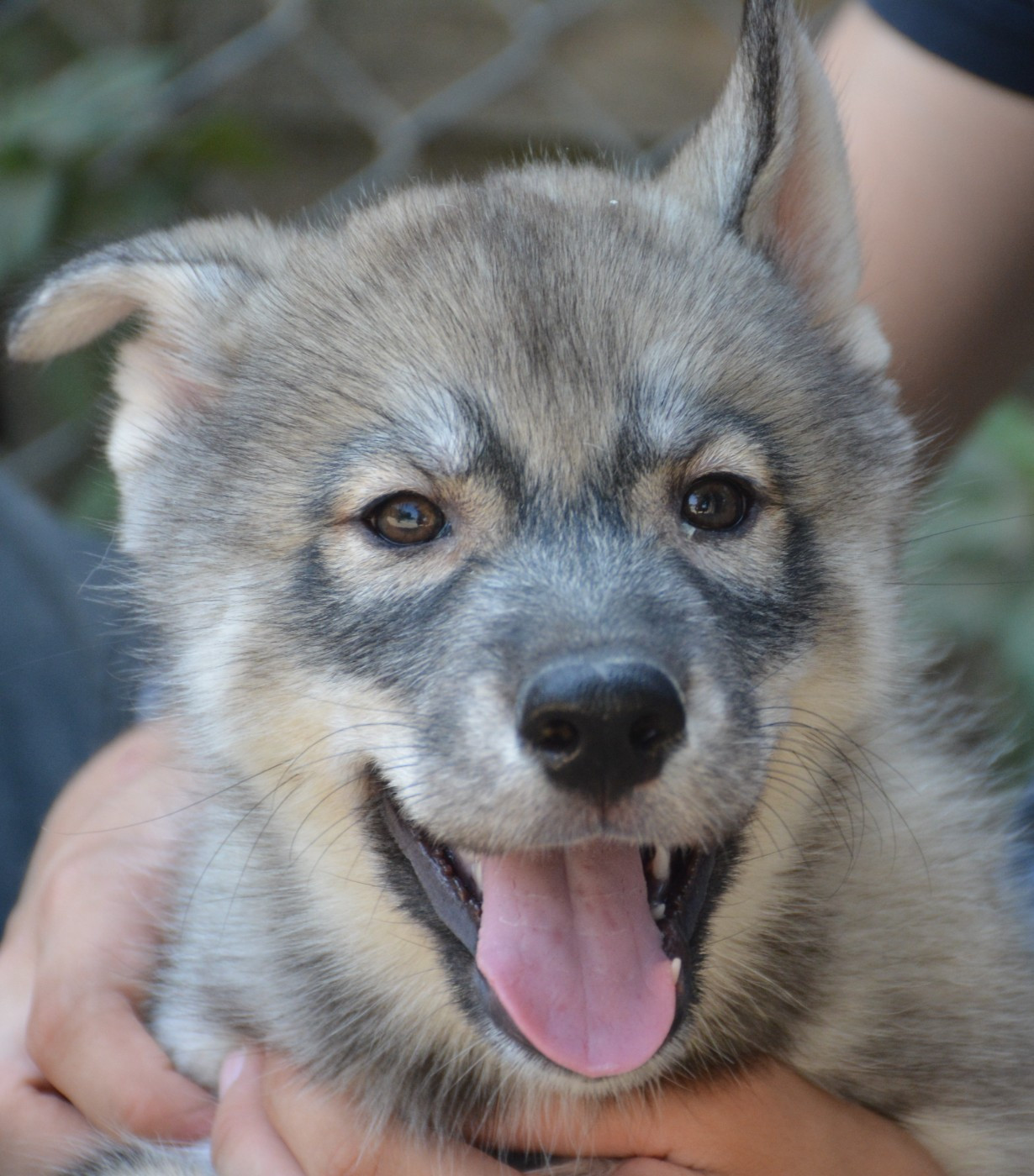 du Domaine D'Eily - Chiots disponibles - Siberian Husky