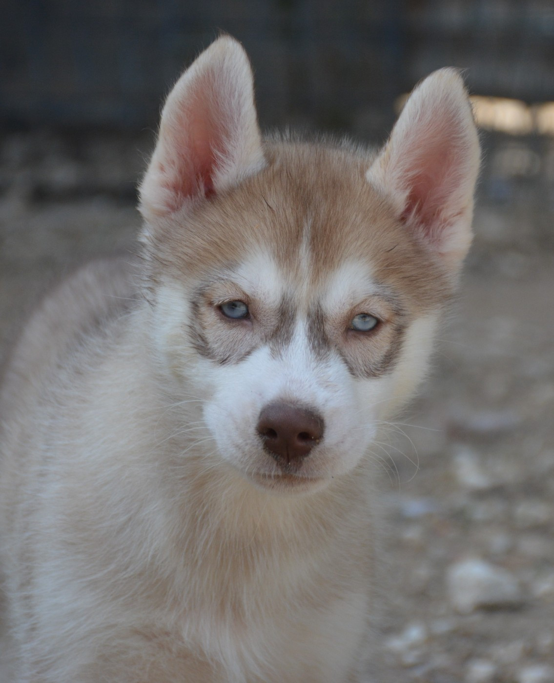 du Domaine D'Eily - Chiots disponibles - Siberian Husky