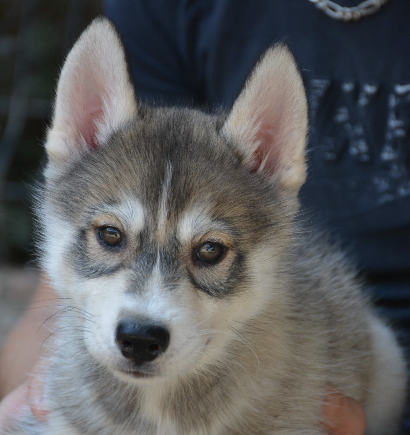 du Domaine D'Eily - Chiots disponibles - Siberian Husky